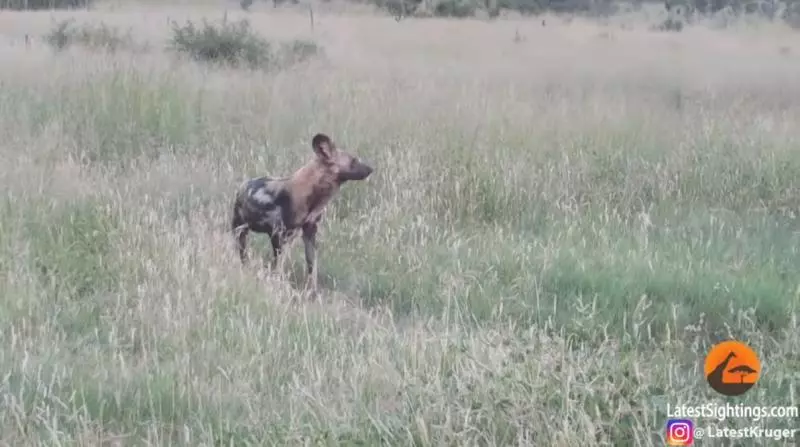 被母獅咬住!影帝級野犬「立刻裝斷氣」 最後一刻完美逃走了