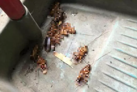 她放水煙驚見滅門慘案!蟑螂祖宗18代全殺光