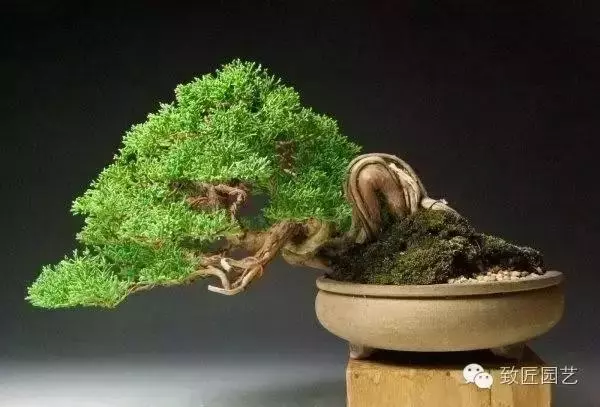 獨闢蹊徑:樹樁盆景的特殊技法