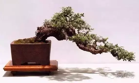 獨闢蹊徑:樹樁盆景的特殊技法