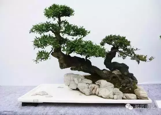 獨闢蹊徑:樹樁盆景的特殊技法