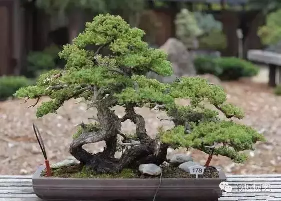 獨闢蹊徑:樹樁盆景的特殊技法