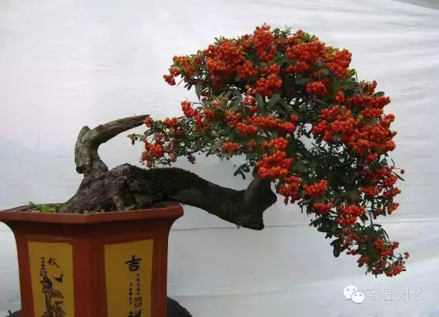 獨闢蹊徑:樹樁盆景的特殊技法
