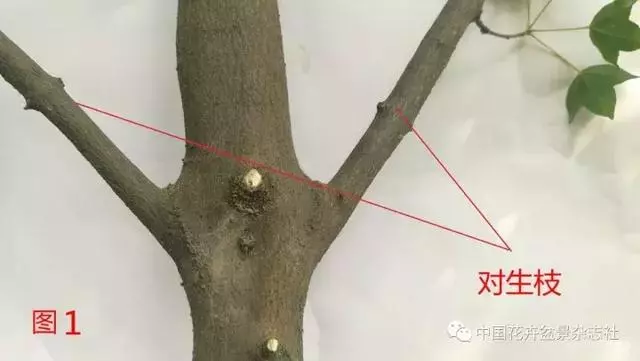 愛木盆景I 淺談盆景忌諱枝