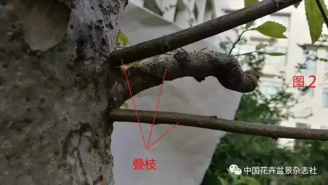愛木盆景I 淺談盆景忌諱枝