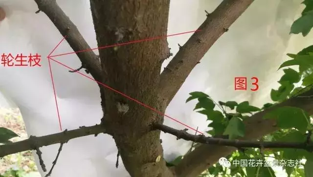 愛木盆景I 淺談盆景忌諱枝