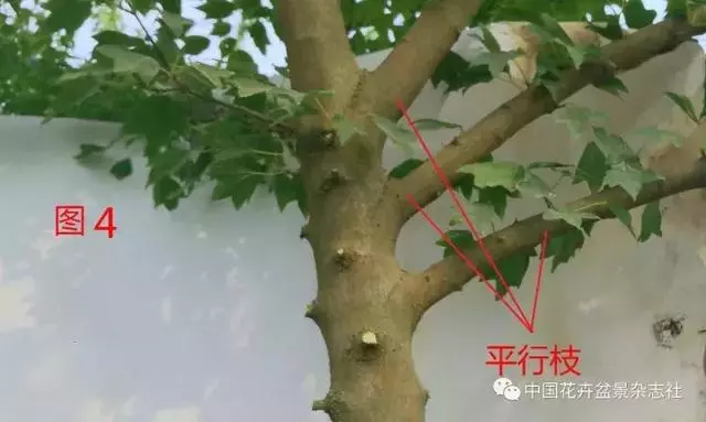 愛木盆景I 淺談盆景忌諱枝