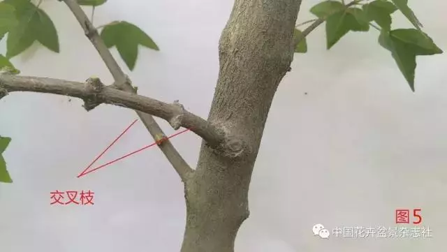 愛木盆景I 淺談盆景忌諱枝