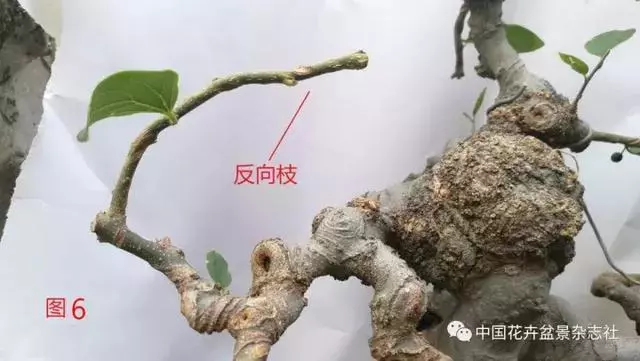 愛木盆景I 淺談盆景忌諱枝