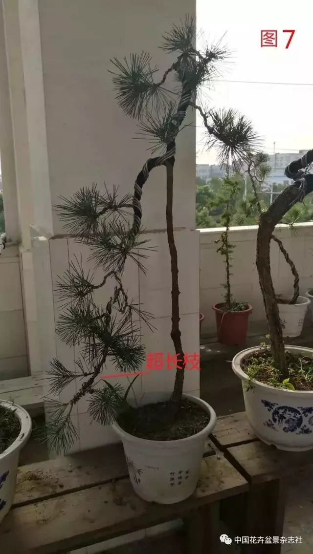 愛木盆景I 淺談盆景忌諱枝
