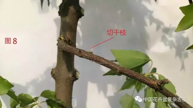 愛木盆景I 淺談盆景忌諱枝