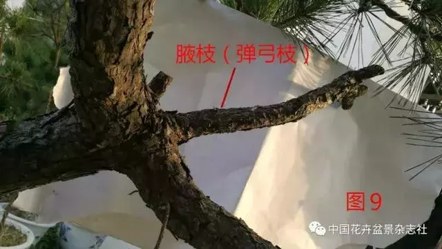 愛木盆景I 淺談盆景忌諱枝