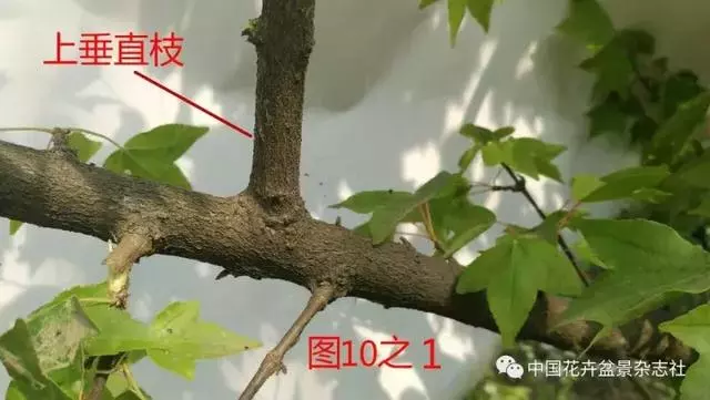 愛木盆景I 淺談盆景忌諱枝