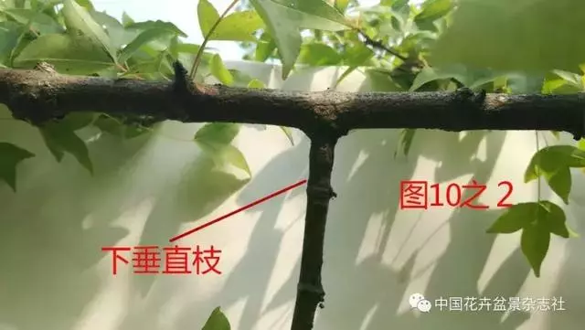 愛木盆景I 淺談盆景忌諱枝