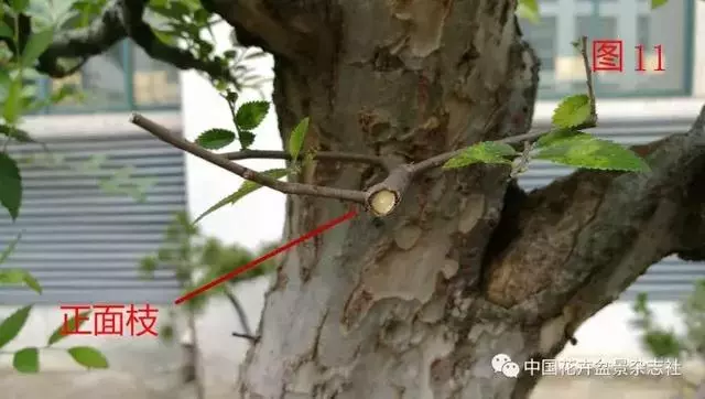 愛木盆景I 淺談盆景忌諱枝