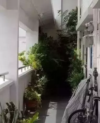 在新加坡遇到這種奇葩鄰居真是倒楣透了!每天出個門都要披荊斬棘像住原始森林