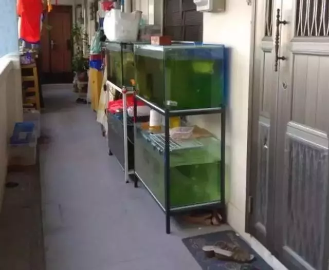在新加坡遇到這種奇葩鄰居真是倒楣透了!每天出個門都要披荊斬棘像住原始森林