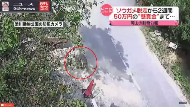 極速追緝令!巨龜從日本動物園逃脫 兩個禮拜後發現才逃了「140公尺」!