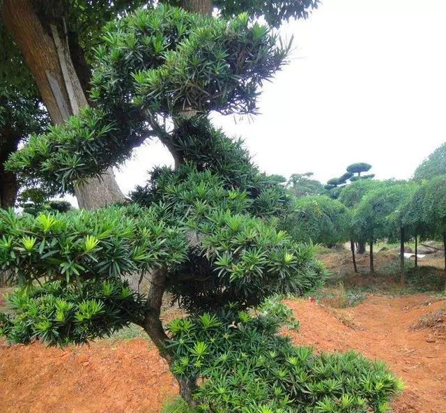 羅漢松你瞭解多少?怎樣養護?如何製成美麗盆景?