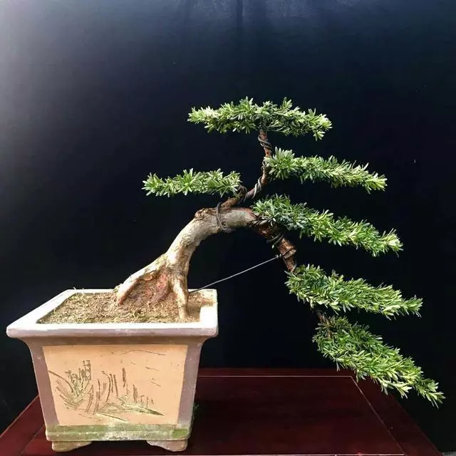 羅漢松你瞭解多少?怎樣養護?如何製成美麗盆景?
