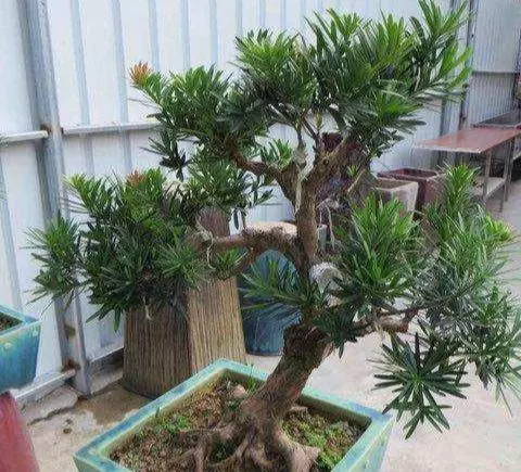 羅漢松你瞭解多少?怎樣養護?如何製成美麗盆景?