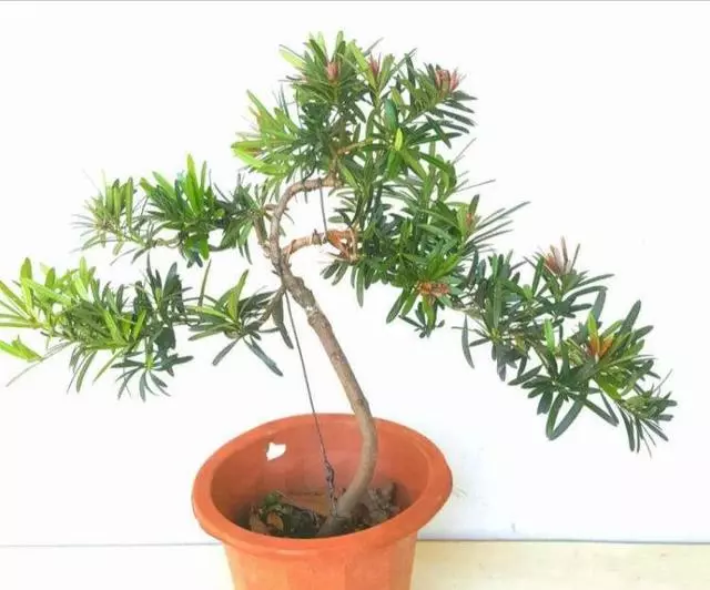 羅漢松你瞭解多少?怎樣養護?如何製成美麗盆景?