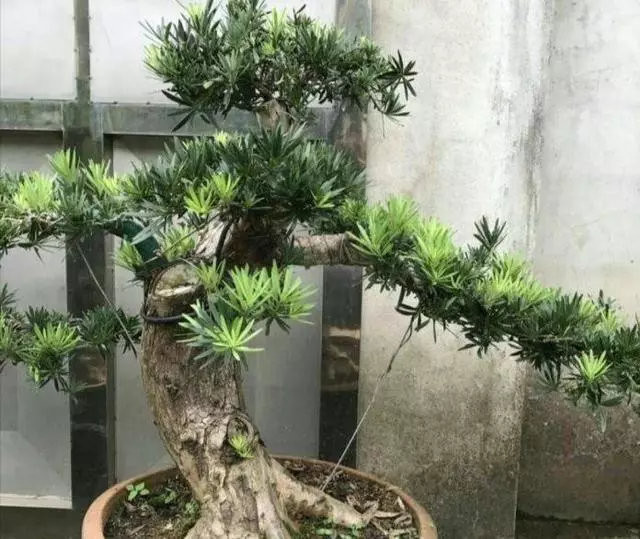 羅漢松你瞭解多少?怎樣養護?如何製成美麗盆景?