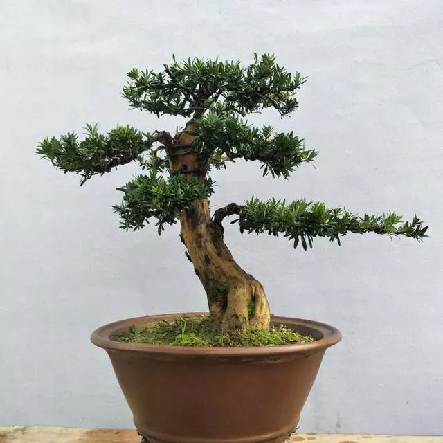 羅漢松你瞭解多少?怎樣養護?如何製成美麗盆景?