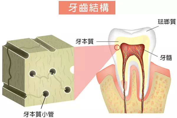 以後可能不需要補牙了!研究:牙能借力再生