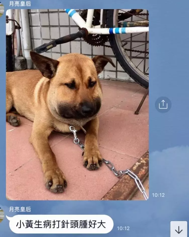 隔壁小黃狗打針「臉腫到懷疑狗生」 表情太真實…網忍不住:笑到黑姑了啦