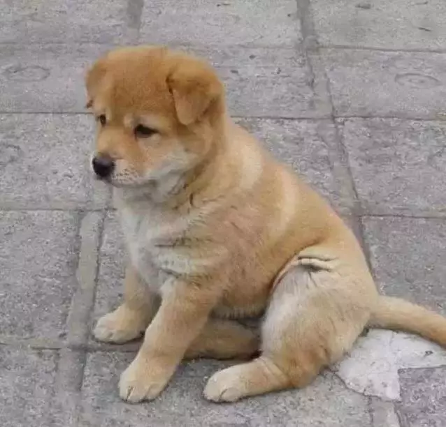為什麼即將要離開世界的老土狗,都會離家出走?是有依據的