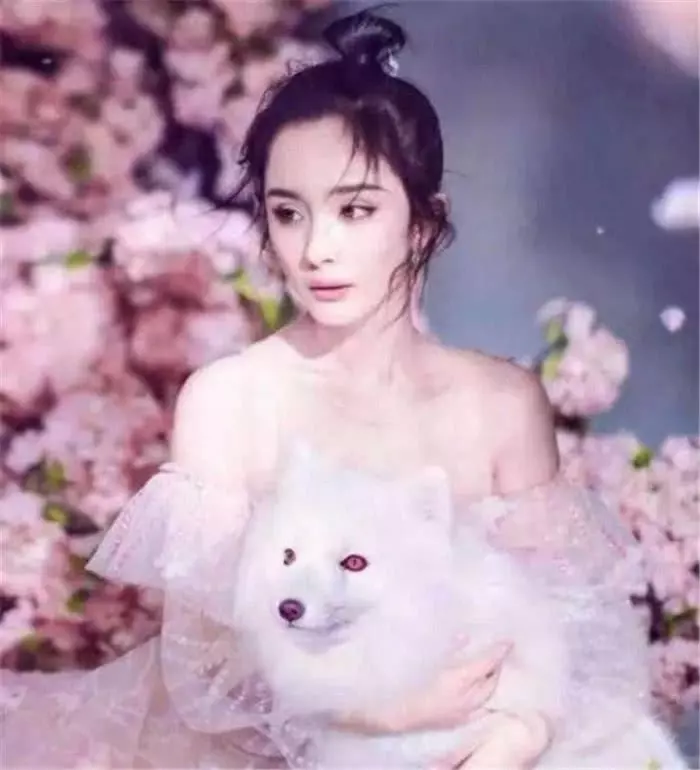楊冪為什麼會離婚?看完這五張照片,網友:你就會明白了!