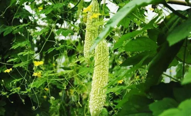 高血壓的4種併發症,醫生提醒:降壓很重要,然而很多人不注意