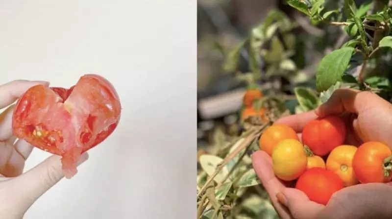 番茄汁瘦身效果極佳,喝法5推薦!便秘、瘦下半身、瘦小腹一喝就有感