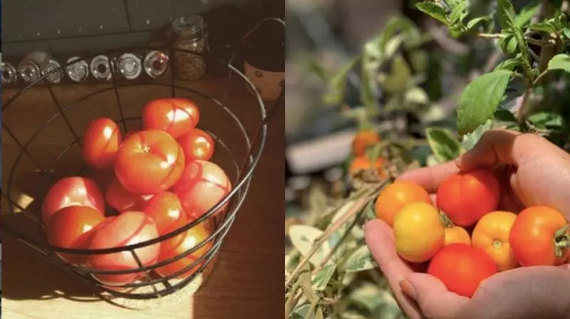 番茄汁瘦身效果極佳,喝法5推薦!便秘、瘦下半身、瘦小腹一喝就有感