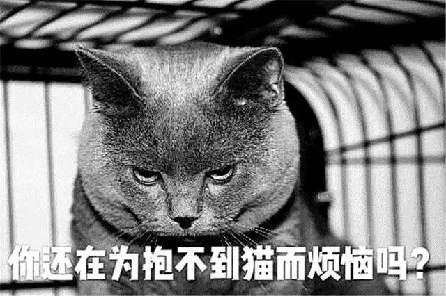 貓咪最討厭的三種抱法,扼住後脖頸原是錯誤行為,胖貓會因此受傷