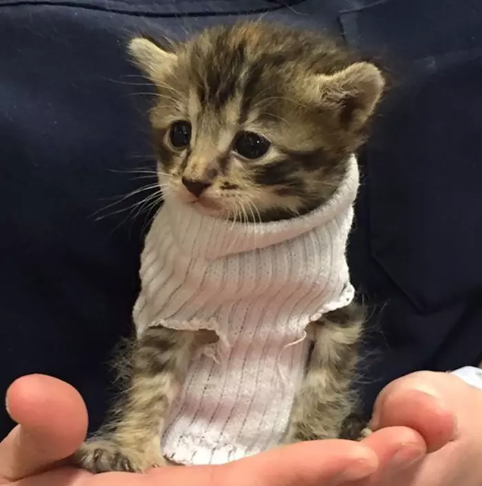 落難奶喵冷到猛發抖…好心人幫做「襪子毛衣」 網喊:史上最萌生物❤