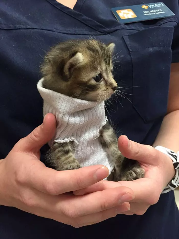 落難奶喵冷到猛發抖…好心人幫做「襪子毛衣」 網喊:史上最萌生物❤