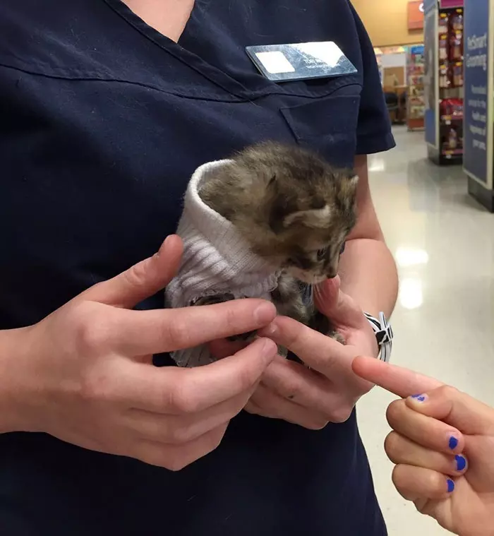 落難奶喵冷到猛發抖…好心人幫做「襪子毛衣」 網喊:史上最萌生物❤