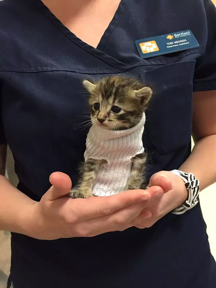 落難奶喵冷到猛發抖…好心人幫做「襪子毛衣」 網喊:史上最萌生物❤
