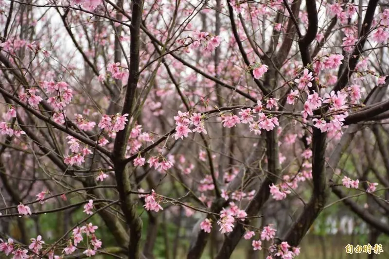 平鎮私有櫻花林祕境一片粉紅攬客 地主這樣說…