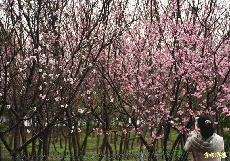 平鎮私有櫻花林祕境一片粉紅攬客 地主這樣說…
