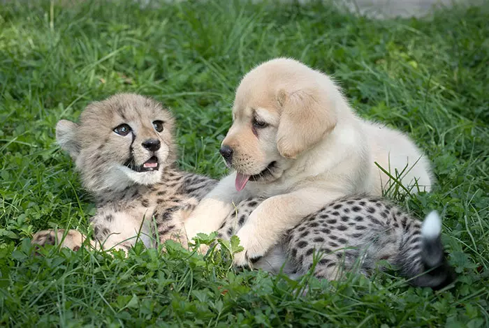 獵豹害羞到無法繁衍後代 動物園出妙招「派治療犬陪伴」幫牠建立自信