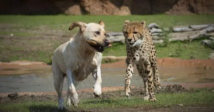 獵豹害羞到無法繁衍後代 動物園出妙招「派治療犬陪伴」幫牠建立自信