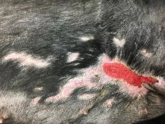 獸醫將魚皮作為移植物,將嚴重燒傷的羅威納犬從生命邊緣拉回