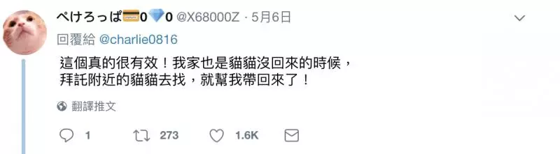 把家貓養到太大隻! 網驚呼「這是獅子吧?!」 奴才笑PO「胖喵照」超可愛