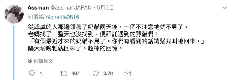 把家貓養到太大隻! 網驚呼「這是獅子吧?!」 奴才笑PO「胖喵照」超可愛