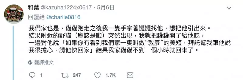 把家貓養到太大隻! 網驚呼「這是獅子吧?!」 奴才笑PO「胖喵照」超可愛