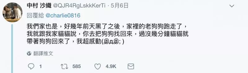 把家貓養到太大隻! 網驚呼「這是獅子吧?!」 奴才笑PO「胖喵照」超可愛