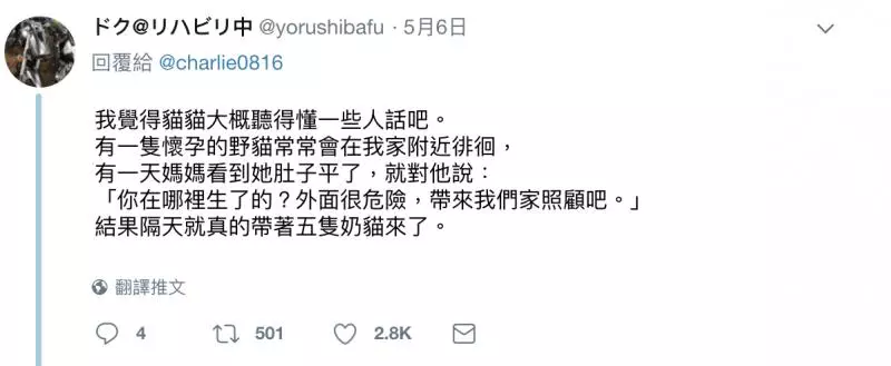 把家貓養到太大隻! 網驚呼「這是獅子吧?!」 奴才笑PO「胖喵照」超可愛